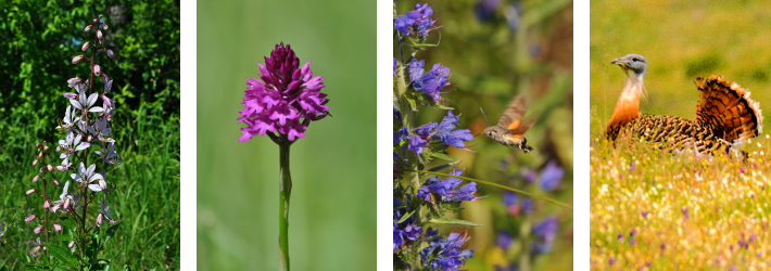 wildflower_tour_2.png