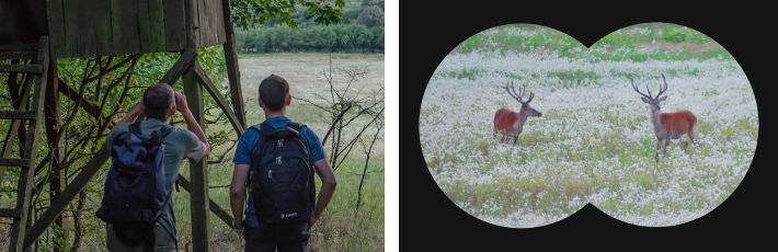 wildlife_watching_3.png
